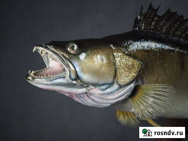 Таксидермия. Чучела рыб Янино-1 - изображение 1