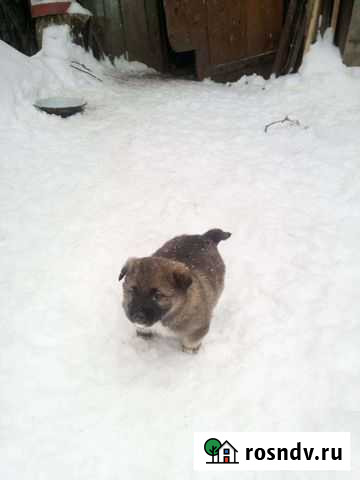 Отдам щенков в добрые руки Торжок - изображение 1