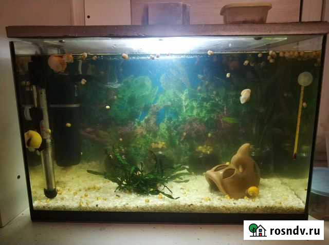 Аквариум 40 литров Киров - изображение 1