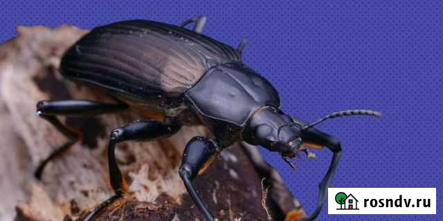 Жук - знахарь Екатеринбург - изображение 1