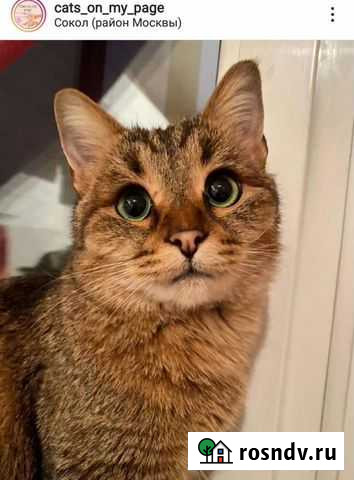 Ласковая и общительная Москва - изображение 1