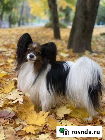 Папийон, вязка Таганрог - изображение 1