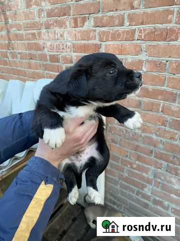 Щенки в добрые руки Краснодар - изображение 1