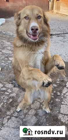 Метис бордер колли Саратов - изображение 1