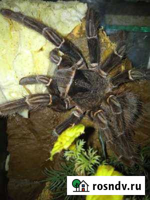 Паук ласиодора парахибана Москва - изображение 1