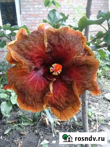 Гибискус Таганрог - изображение 1