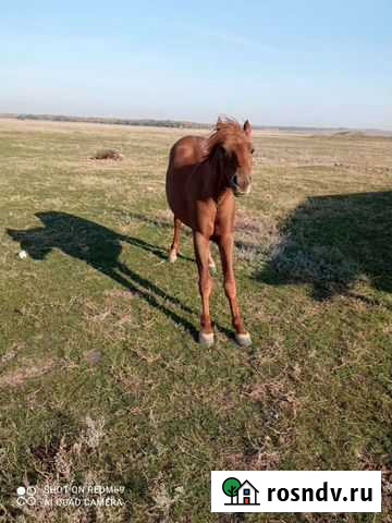 Лошадь жеребец Октябрьский - изображение 1
