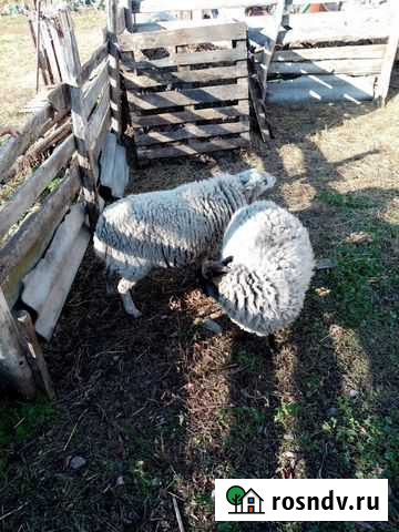 Баран, Бык Уруссу - изображение 1