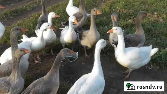 Гусь и куры и индейки Сыктывкар - изображение 1