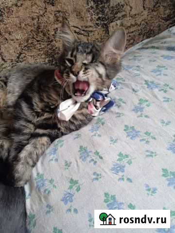 Котята в добрые руки Москва - изображение 1