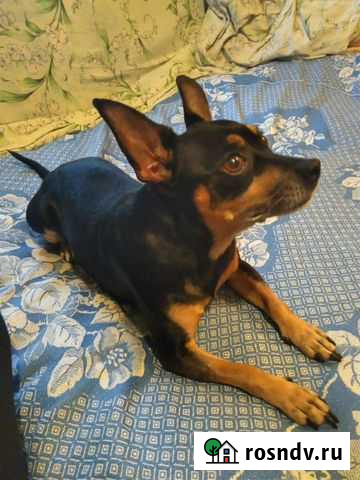 Той-терьер ищу невесту Бийск - изображение 1