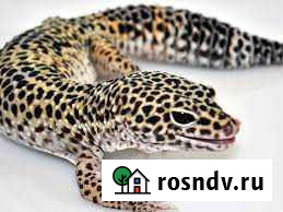 Геккон/эублефар Шахты - изображение 1