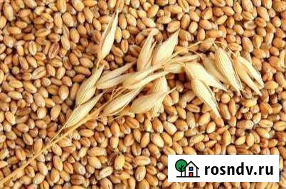 Пшеница, зерносмесь, дробленка Зеленогорский - изображение 1