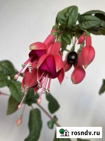 Фуксия цветок Екатеринбург - изображение 1