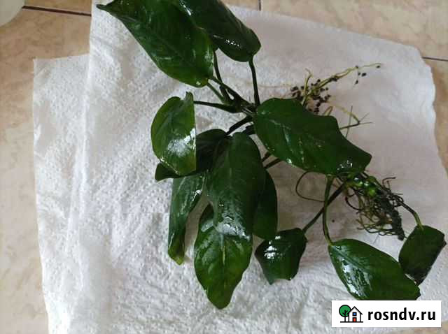 Растения, рыбки Пушкино - изображение 1