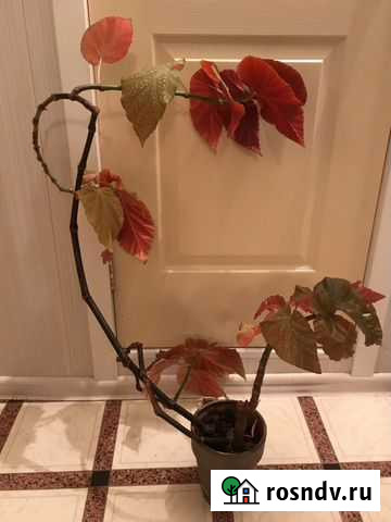 Комнатное растение бегония Казань - изображение 1