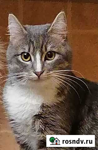 Малыш Финик Брянск - изображение 1