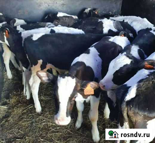 Бычки до 3х месяца Новопокровская - изображение 1