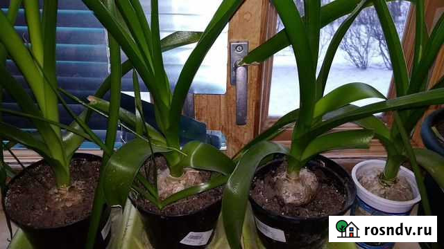 Лук индийский Тюмень - изображение 1