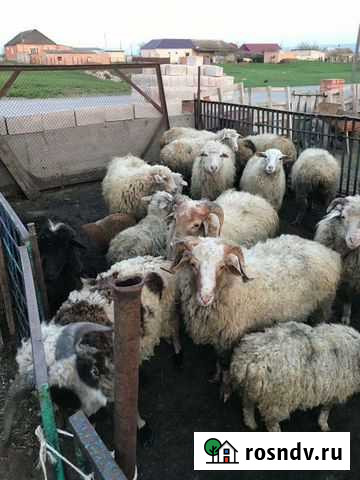 Курдючные бараны овцы Малгобек - изображение 1