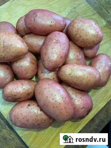 Картофель Ред Леди 55+ на мойку идеал Ульяновск - изображение 1