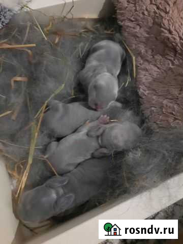 Декоративные кролики Симферополь - изображение 1