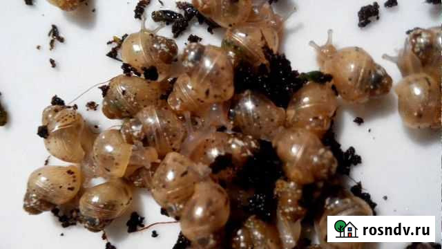 Ахатины Киров - изображение 1