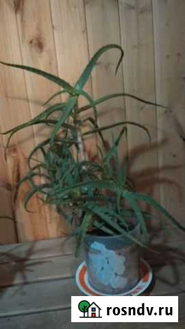 Алое Нижний Новгород - изображение 1