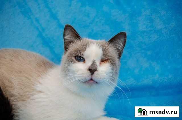 Амадея, 4 года, стерилизована Краснодар - изображение 1