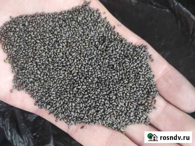 Семена люцерны изменчивой Сорт: Вега 57 Саранск - изображение 1