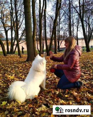 Кинолог-зоопсихолог, специалист по поведению собак Великий Новгород - изображение 1