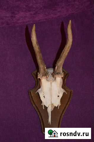 Рожки козлика на медальоне, есть фрагменты челюсте Воронеж - изображение 1