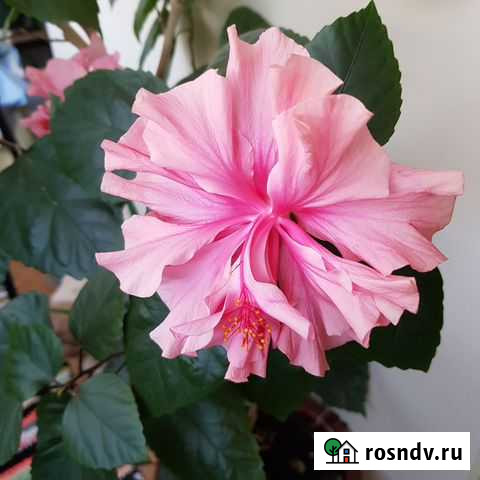 Дерево китайская роза Мытищи - изображение 1