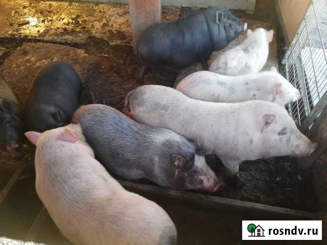 Вьетнамские вислобрюхие поросята Армавир - изображение 1