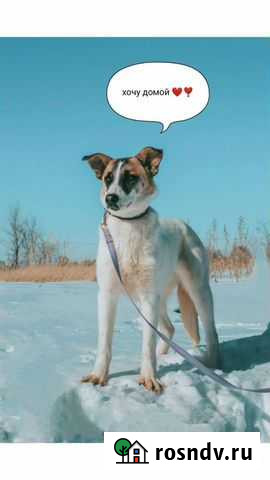 Собака Самара - изображение 1