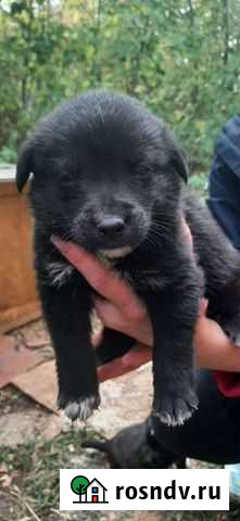 Собака в добрые руки щенок Тамбов - изображение 1