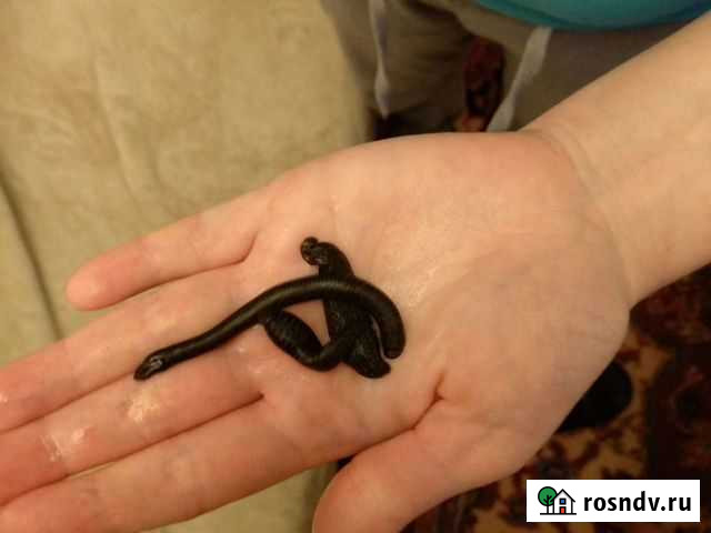 Пиявки медицинские Анапа - изображение 1