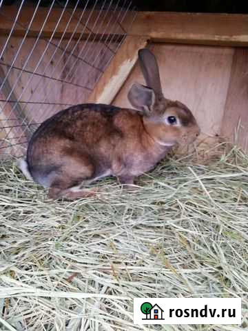 Кролики рексы Тюмень - изображение 1