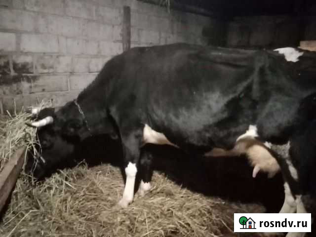 Корова дойная Псков - изображение 1