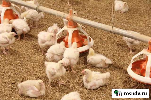 Корм для бройлеров 28кг Серпухов - изображение 1