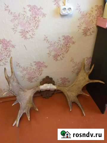 Рога лося Дмитров - изображение 1