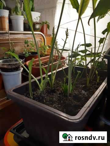 Хрен пророщенный Мурманск - изображение 1