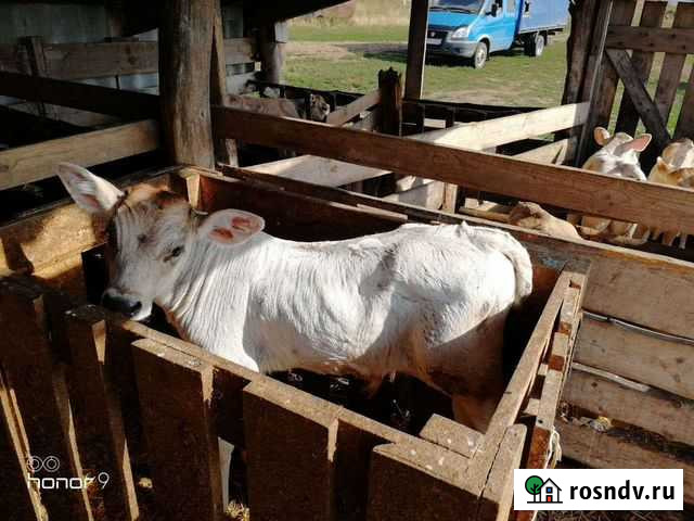 Телята с племенного хозяйства Уфа - изображение 1