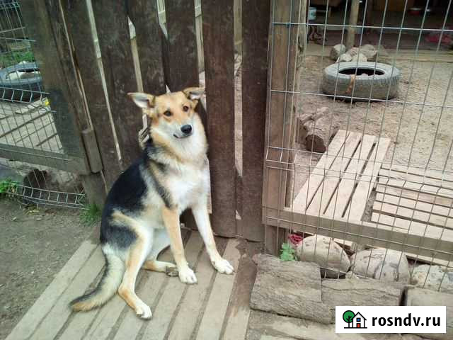 Красавица Малышка Калининград - изображение 1