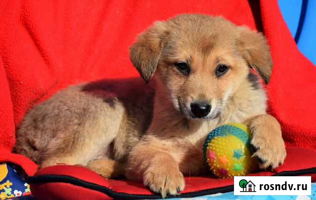 Маленький щеночек Егорьевск - изображение 1