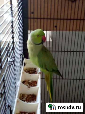 Ожереловый Попугай самка Саратов - изображение 1
