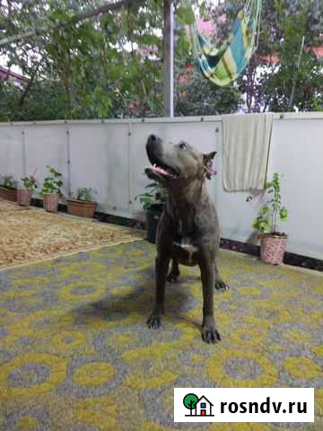 Кабель на вязку 4 года привезён из Москвы Армавир - изображение 1