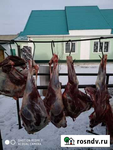 Марал Горно-Алтайск - изображение 1