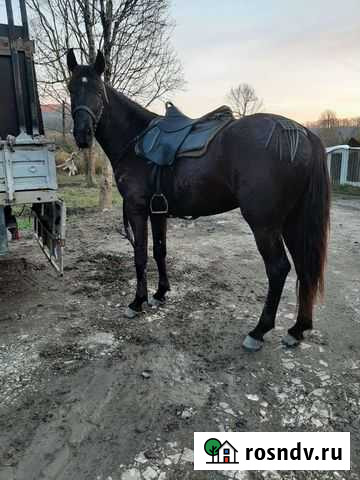 Жеребец Сочи - изображение 1