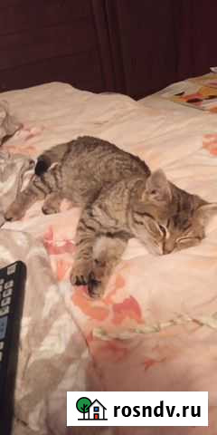 Котёнок Санкт-Петербург - изображение 1